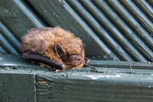 (probably) pipistrelle bat