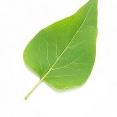 Iain Stott's profile picture