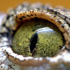 Legi Sam's profile picture