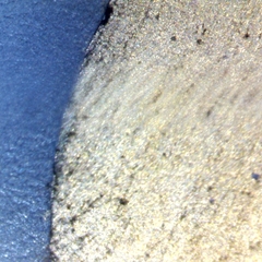 Nina Dimcheva's profile picture