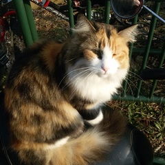 Emre  Bulduk's profile picture