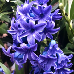 Kamana Subba's profile picture