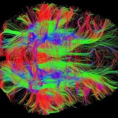 Emily Cross's profile picture