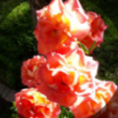 Isil CAKIR's profile picture