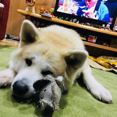 Marcello Sato's profile picture