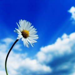 Zainab Abolfazli's profile picture