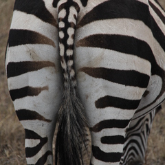 Jaime Cebolla-Cornejo's profile picture