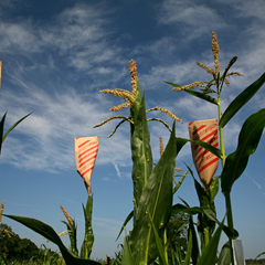 Hank Bass's profile picture