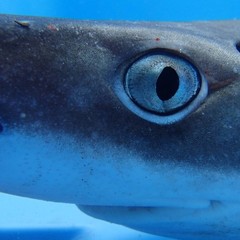 Toshikazu YANO's profile picture