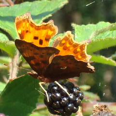 Daniela Amidžić Klarić's profile picture