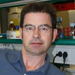 Alfonso  Gutierrez-Adan's profile picture