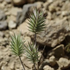 Maryam Keshavarzi's profile picture