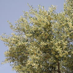 Mohamed Ghrab's profile picture