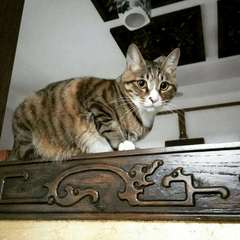 Zhuo Liu's profile picture