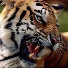 Lamiaa Deef's profile picture