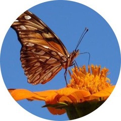 Elvira de Lange's profile picture