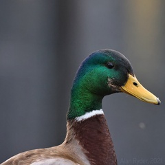 Alan Ryder's profile picture