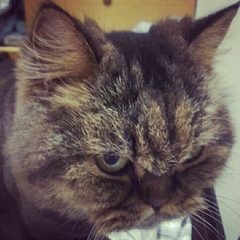 Yen-Ping Chang's profile picture