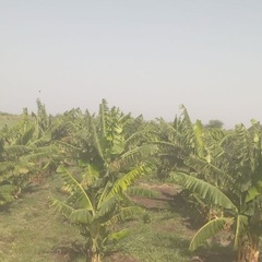 Nuru Adem's profile picture