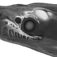 Simone Macrì's profile picture