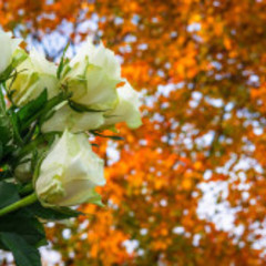 bob harris's profile picture