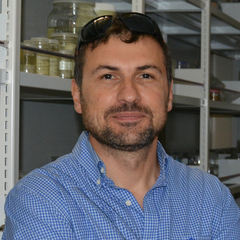 Pavel Stoev's profile picture