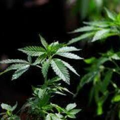 BestcannabisstrainsinDC Best cannabis strains in DC's profile picture