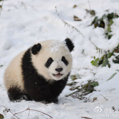 Weiting Wang's profile picture