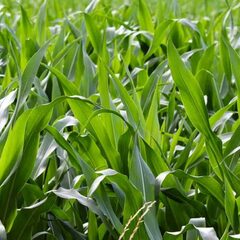 shunya Fodder's profile picture