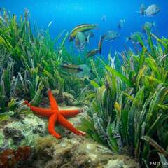 Ahmed Kerfouf's profile picture