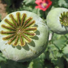 thuoc phien15's profile picture