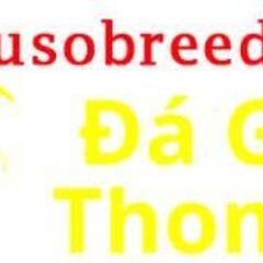 daga lusobreed's profile picture