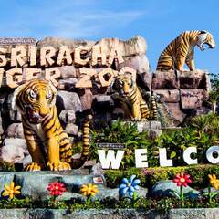 Tiger Topia Sriracha Zoo's profile picture