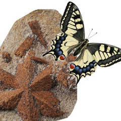 Jean-Luc Régnier's profile picture