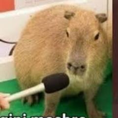 olgacampos com's profile picture