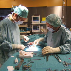 Daniele Castellani's profile picture