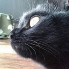 Pedro Carvalho's profile picture