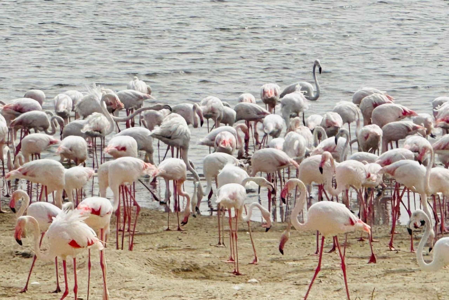 Abu Dhabi: Magisk 4x4-ökentur med kamelridning och sandboarding