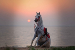 Abu Zabi: Jazda konna na wyspie Hudairiyat