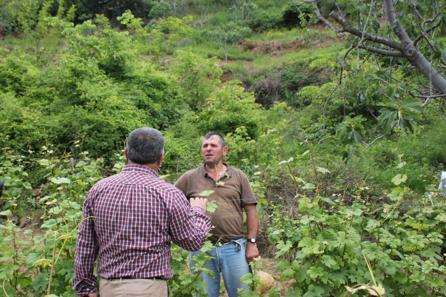 Из Берата: экскурсия по винодельне с трансфером и дегустацией