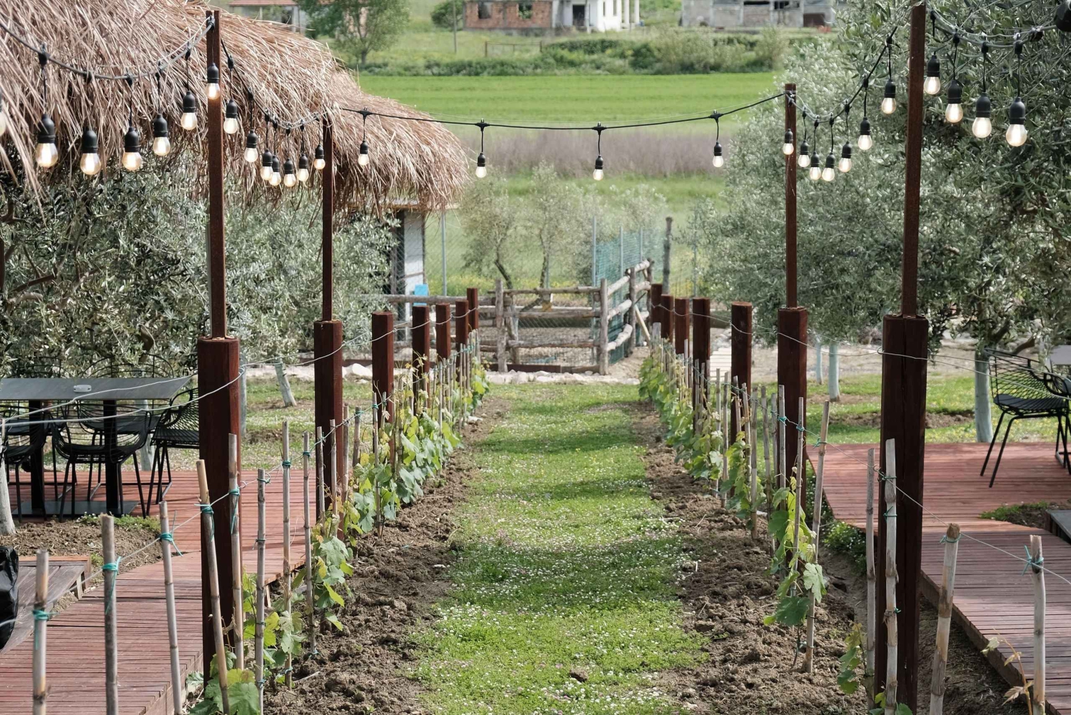 Experimente o vinho albanês, excursões diárias a partir de Durres.