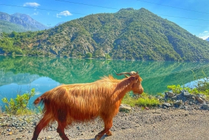 From Tirana: Komani Lake and Shala River Day Trip