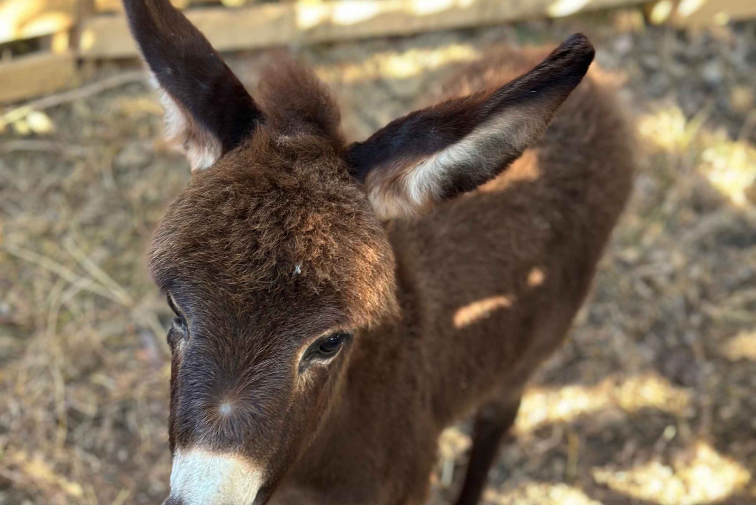 Gjirokastra: Eselwanderung & Melkgenuss