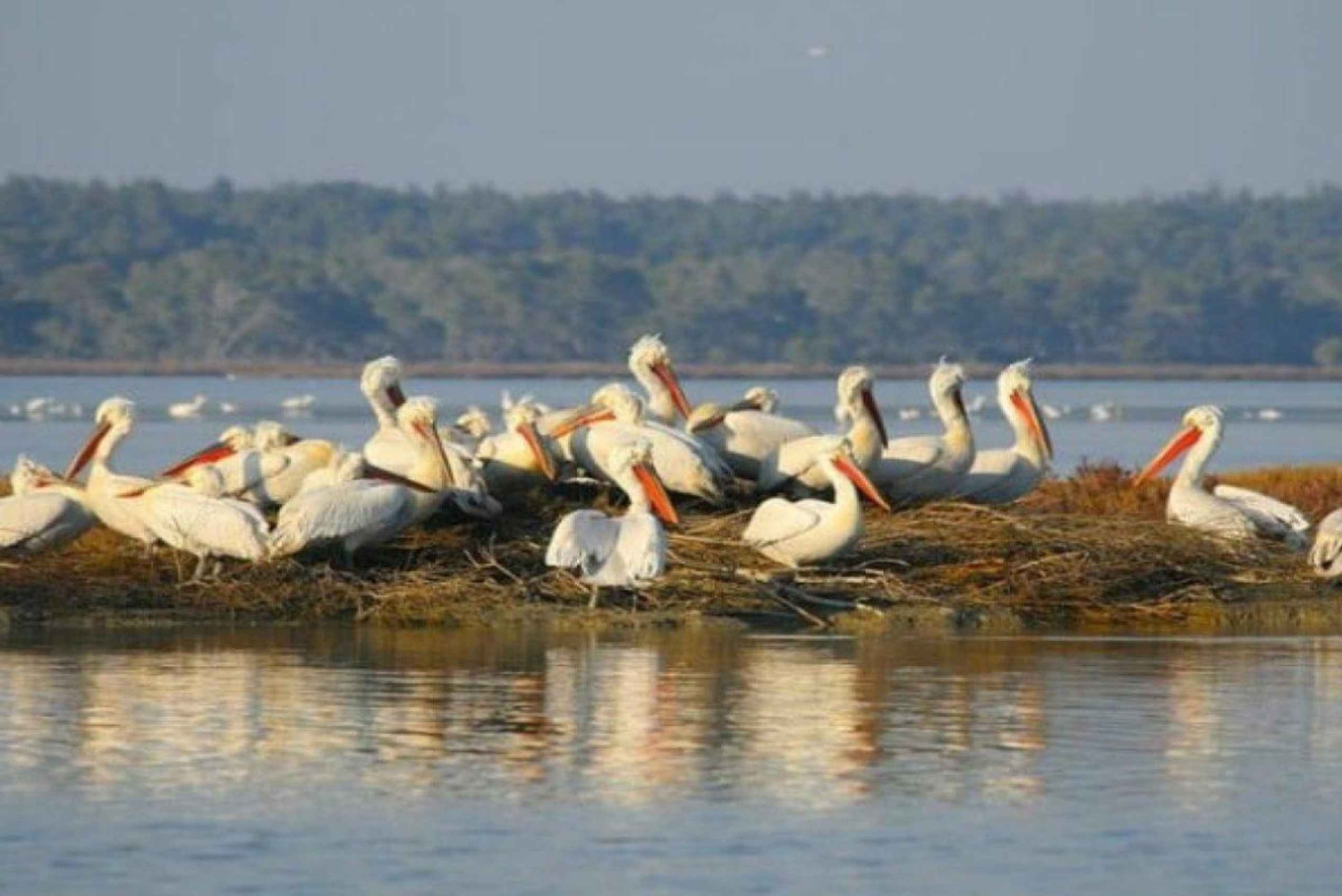 Караваста: наблюдение за птицами, обзорная башня и водная прогулка по лагуне