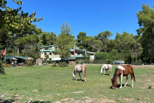 Tirana: Apollonia & Karavasta-Lagune – Tagestour mit Mittagessen