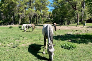 Tirana: Apollonia & Karavasta-Lagune – Tagestour mit Mittagessen