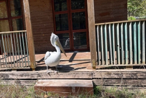 Tirana: Apollonia & Karavasta-Lagune – Tagestour mit Mittagessen