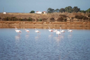 Faro: Ria Formosan luonnonpuisto Segway Tour & Birdwatching