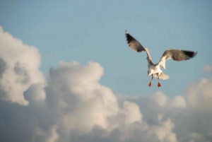 Faro: Ria Formosan luonnonpuisto Segway Tour & Birdwatching