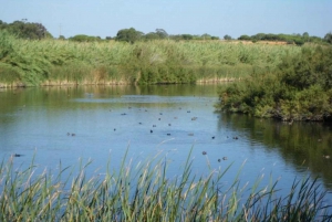 Faro: Ria Formosan luonnonpuisto Segway Tour & Birdwatching